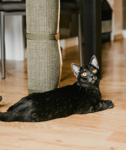 Kręci mnie - Hrabia - Melanżowy sen milorda