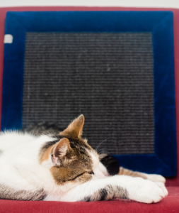 Klei mi się - Hrabia - Atramentowa głębia