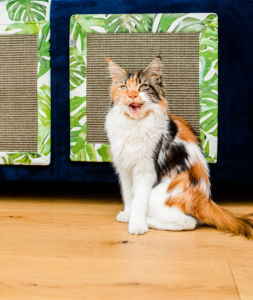 Mata do drapania dla kota na kanapę Klei mi się - Hultaj -Z liścia