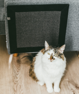 Klei mi się - Hrabia - Nocne harce panicza