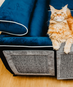 Klei mi się - Hrabia - Szara eminencja