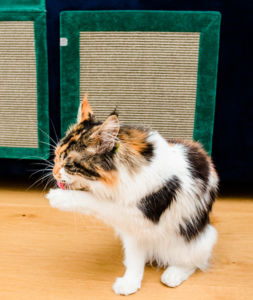 Mata dla kota do drapania Szmaragdowe marzenie markizy