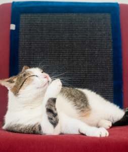 Drapak dla kotów, drapak na meble Wisi mi to - Hrabia - Atramentowa głębia