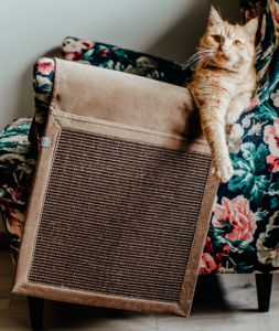 Wisi mi to - Hrabia - Waćpanny lubią brąz