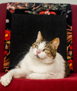 mata do drapania dla kota wisząca hultaj tydzień na działce w czerni