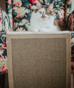 Wisi mi to - Hrabia - Melanżowy sen milorda