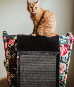 Drapak na kanapę dla kota Wisi mi to - Hrabia - Nocne harce panicza