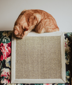 drapak dla kotów na kanapę, drapak dla kota