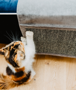 drapak dla kota na sofę, drapak dla kotów