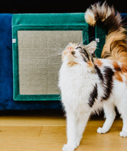 Wisi mi to - Hrabia - Szmaragdowe marzenie markizy