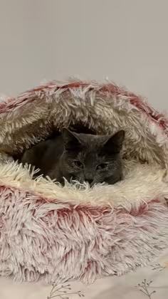 ⭐️⭐️⭐️⭐️⭐️